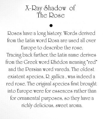 The Rose Text