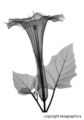 Datura