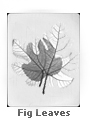 Fig Leaves