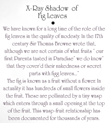 Two Fig Leaves Text