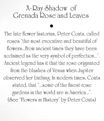 Grenada Rose and Leaves Text