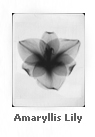 Amaryllis Lily