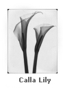 Callalily