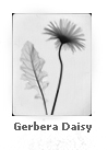 Gerbera Daisy
