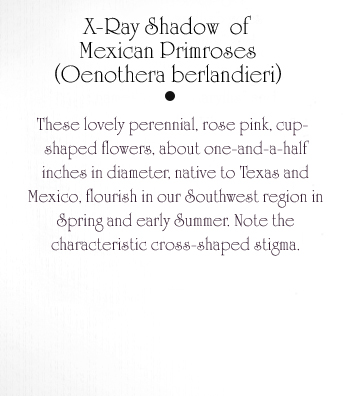 Mexican Primroses Text