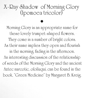 Morning Glory Text