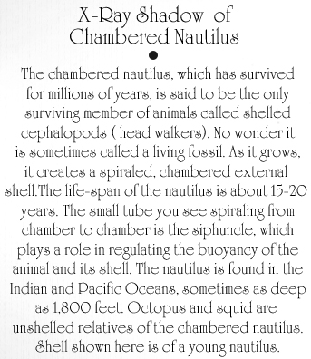 Chambered Nautilus Text