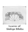 Leaves of Ginkgo Biloba
