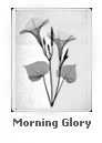 Morning Glory