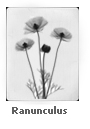 Ranunculus