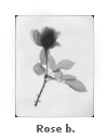 Rose b.