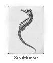 SeaHorse